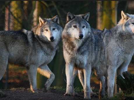 К чему снятся волки: толкование для женщины и мужчины, мнения разных сонников