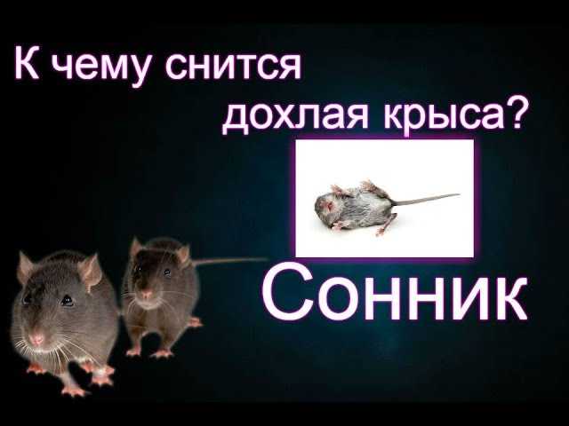 К чему снятся крысы: что означает видеть во сне крысу женщине
