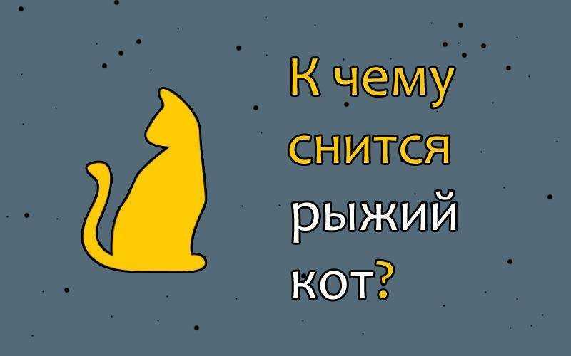 Приснился рыжий кот: к чему снятся рыжие коты, что сказано об этом в сонниках