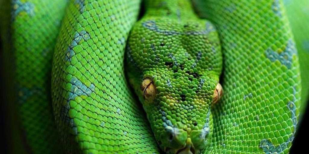 К чему снятся змеи - толкование сна онлайн
