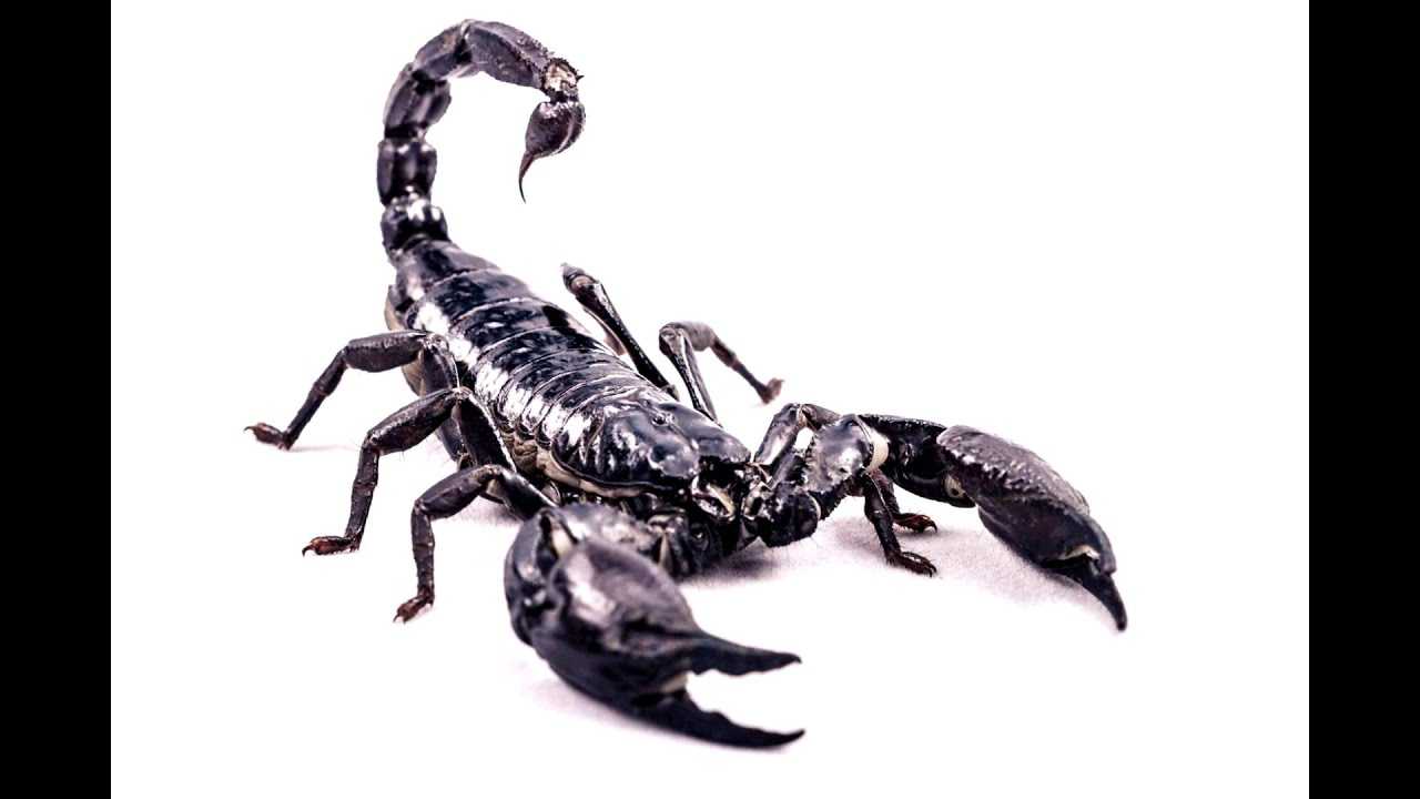 К чему снится скорпион – сонник энигма