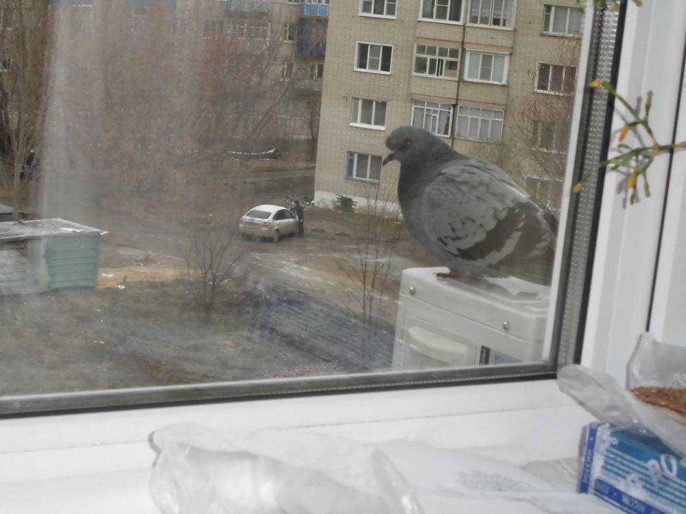 К чему голубь садится на окно – приметы - мои правила